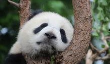 熊猫吃狗头瓜的视频下载,揭秘狗头瓜的独特魅力