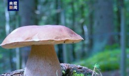 野生菌吃瓜视频大全集,一场味蕾与自然的盛宴