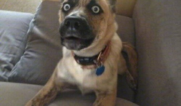 眼镜二狗吃瓜视频,揭秘娱乐圈幕后故事