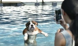 吃瓜二狗游泳池事件视频,一场引发热议的泳池风波