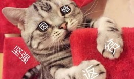 吃咸瓜的可怜视频,可怜吃瓜者的心酸遭遇