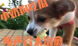 主人喂狗吃瓜视频片段,主人喂狗吃瓜温馨瞬间