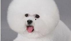 比熊可以吃蜜角瓜吗视频,比熊犬适宜食用蜜角瓜的揭秘与注意事项