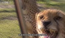 豹子吃瓜的视频,瓜果盛宴成欢乐焦点