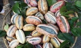 东北吃八月瓜视频大全下载,解锁地道风味