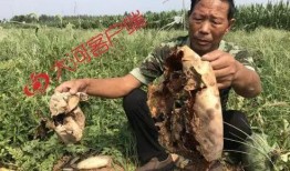 莱芜人吃瓜事件视频最新