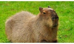 水豚吃瓜视频大全,萌态百出视频大全