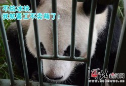 带你吃瓜奇葩熊猫视频,带你领略萌宠的另类趣味