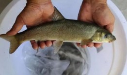 小鱼爱吃鱼吃瓜事件视频,一场关于瓜的趣味视频引发的美食狂欢