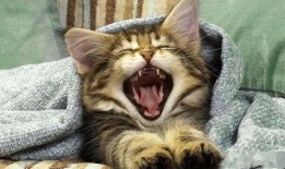 猫咪吃瓜被冤枉视频播放