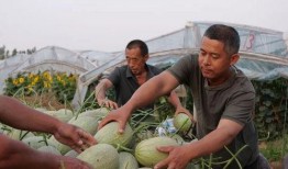 湖北人边走边吃瓜视频,边走边吃瓜，传统小吃文化新演绎