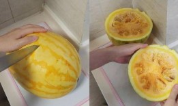 牛角瓜黄色怎么吃的视频,简单美味家常做法