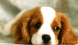 狗狗吃茭瓜视频播放下载