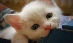 喵咪吃瓜视频素材大全高清,萌态十足，高清素材大盘点