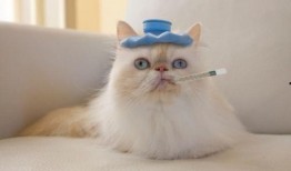 猫吃白兰瓜有事吗视频,趣味瞬间引发网友热议