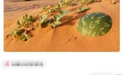吃沙漠瓜的视频大全