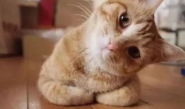 小猫咪可以吃籽瓜吗视频,籽瓜的适宜性探讨