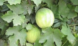 什么瓜能入药吃呢视频,揭秘哪些瓜能成为健康美食