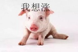 猪瓜怎么吃更好吃视频教程,视频教程教你轻松烹饪佳肴