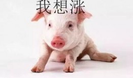 猪瓜怎么吃更好吃视频教程,视频教程教你轻松烹饪佳肴