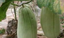 吃脆瓜的视频素材大全,视频素材大全精选回顾