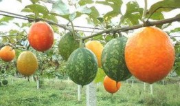 吊瓜怎么煎着吃最好吃视频,家常美味新尝试