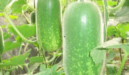 吃瓜视频大全吐彩虹,彩虹斑斓的娱乐盛宴