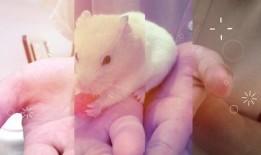 仓鼠吃瓜视频大全集,盘点萌宠仓鼠的瓜果时光