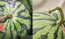 香港跳舞吃瓜视频大全,吃瓜视频大盘点！