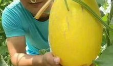 广西兴业吃瓜视频,一场吃瓜视频引发的全民热议