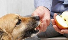 小狗狗可以吃烧瓜吗视频,揭秘烧瓜对狗狗的适宜性