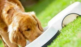 狗吃生方瓜会中毒吗视频,警惕！狗狗误食生番瓜可能导致中毒