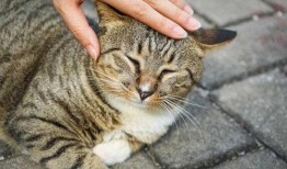 狮子猫吃瓜的视频,萌态十足，网友直呼可爱爆表！