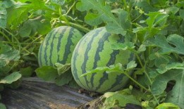 郑大财经吃瓜视频,揭秘校园热点事件背后的真相