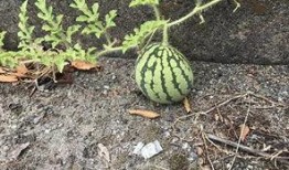 网红吃瓜视频怎么找的到,如何轻松找到热门话题