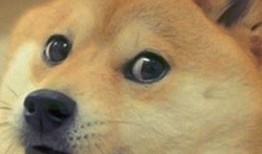 狗头瓜可以包着吃吗视频,揭秘可食用视频背后的美味秘密