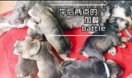 狗瓜儿怎么吃最好呢视频,视频教你最佳吃法