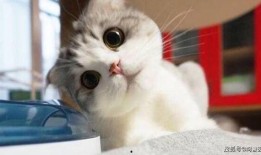 小猫可以吃酥瓜吗视频,猫咪的新宠？揭秘小猫能否享用酥瓜