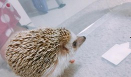 刺猬吃瓜完整视频,一场萌趣横生的夏日奇遇