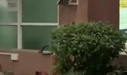 魏县最新吃瓜消息新闻视频,揭秘当地热点事件视频曝光