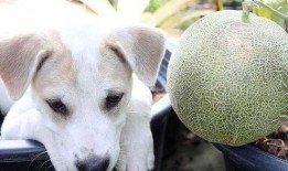 狗吃蜜瓜视频,萌态百出引网友爆笑