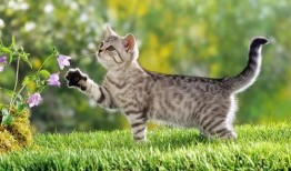 猫吃白兰瓜有事吗视频,趣味瞬间引发网友热议