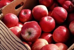 红苹果吃瓜视频,揭秘娱乐圈幕后故事