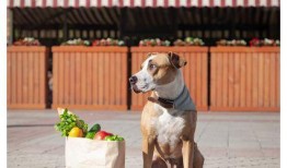 流浪狗可以吃哈密瓜吗视频,哈密瓜，狗狗的夏日美味？
