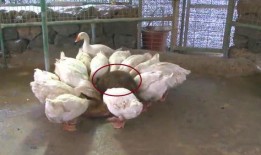 吃瓜鹅大神完整视频,一场视觉盛宴的深度解析