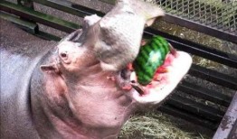 三个马吃瓜视频