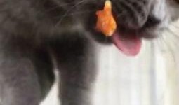 蓝猫可以吃梨瓜吗视频,揭秘蓝猫能否享用梨瓜美味