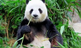 ai熊猫吃瓜视频,带你领略智能萌态