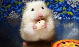 仓鼠可不可以吃籽瓜呢视频,籽瓜，是美味还是禁忌？