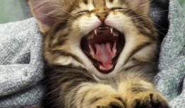 猫吃白兰瓜有事吗视频,趣味瞬间引发网友热议